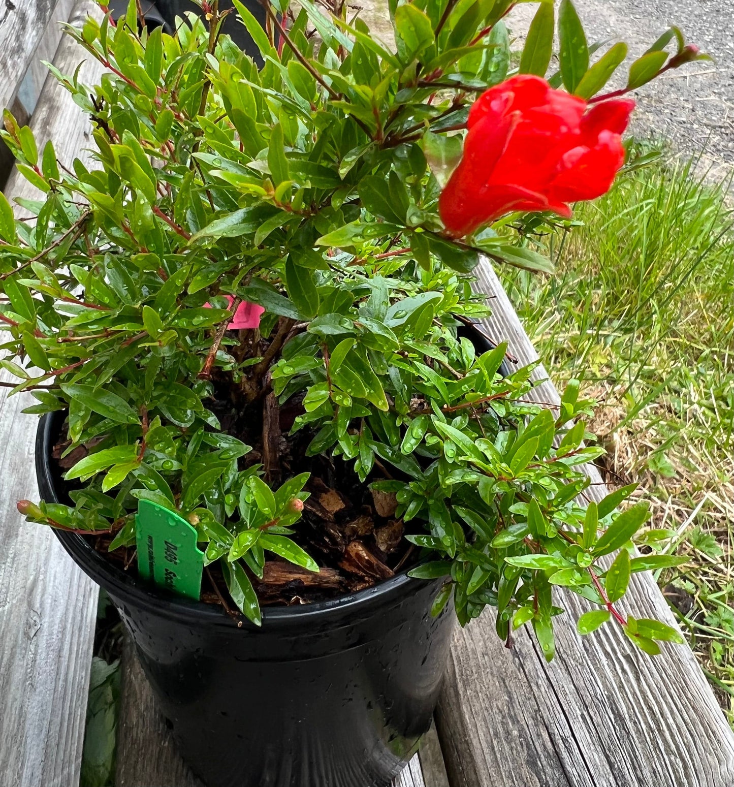  Sochi Dwarf Pomegranate