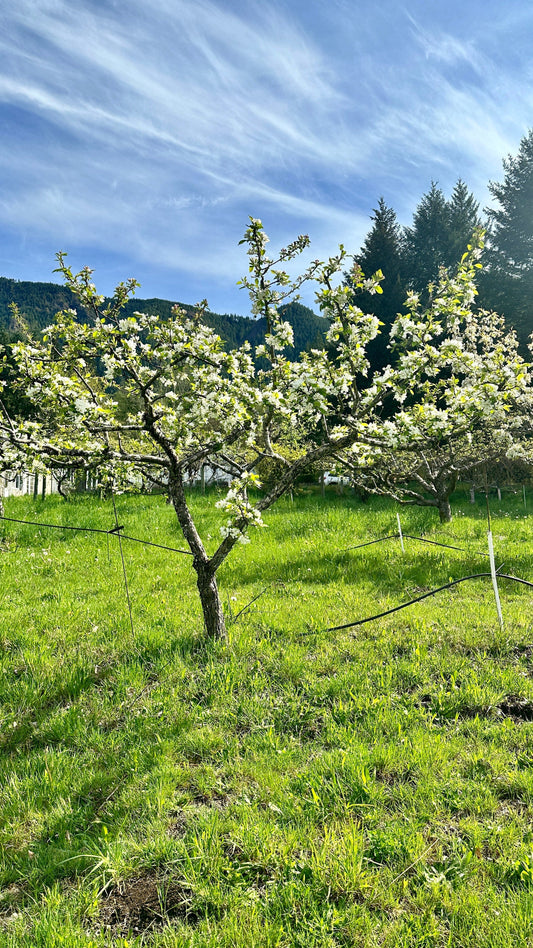  Dolgo Crabapple