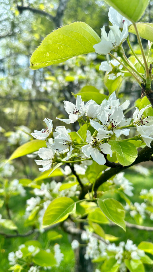  Shinseiki Asian Pear