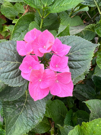  Tellers Blue Hydrangea
