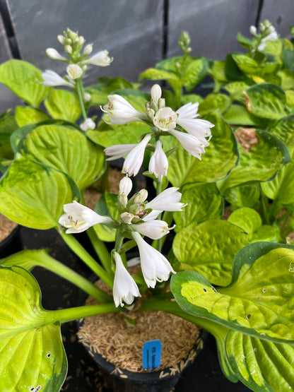  Rainforest Sunrise Hosta