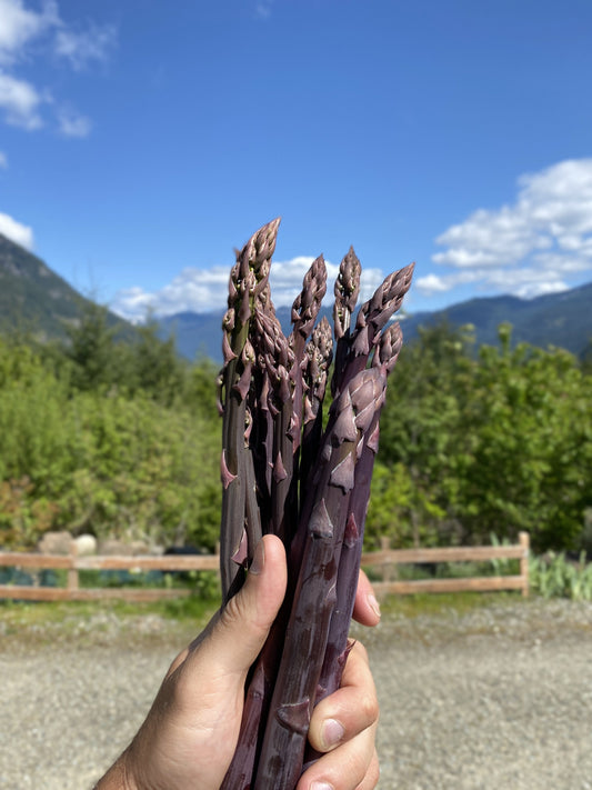  Sweet Purple Asparagus