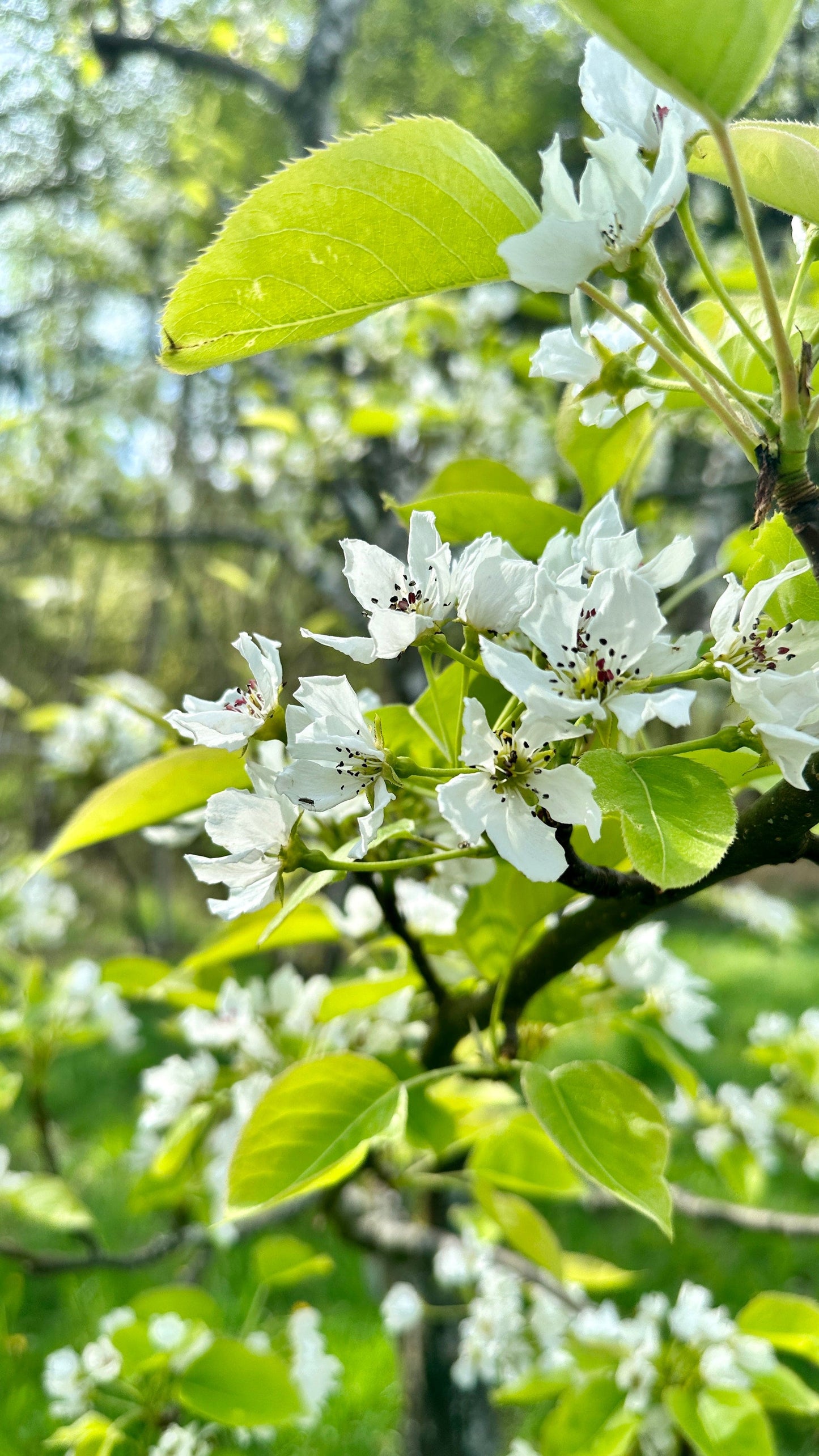  Shinseiki Asian Pear