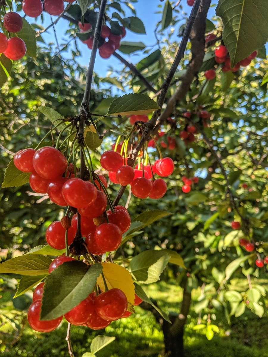  Surefire Pie Cherry