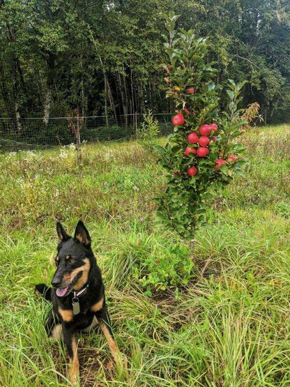  Scarlet Sentinel Columnar Apple