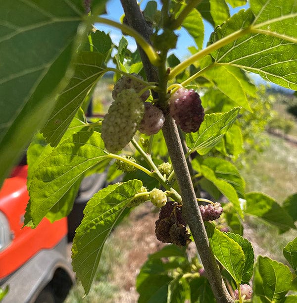  Ivory White Mulberry