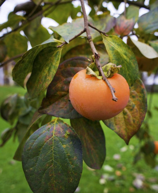  Izu Persimmon
