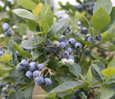 Alpha Jubilee Blueberry