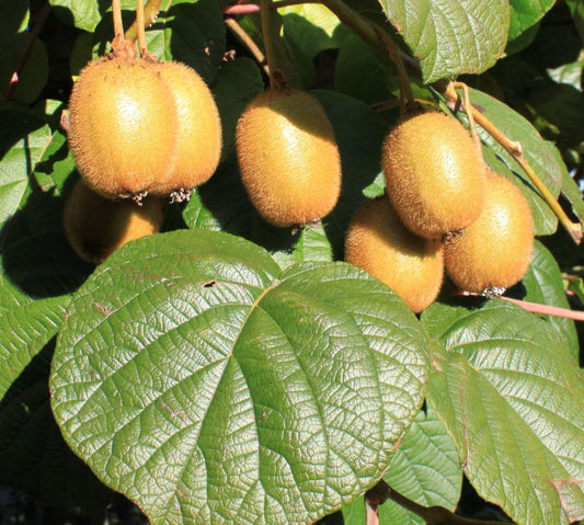 Alpha Jenny Self-Fertile Fuzzy Kiwi