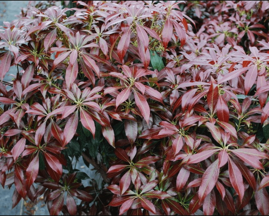  Katsura Pieris