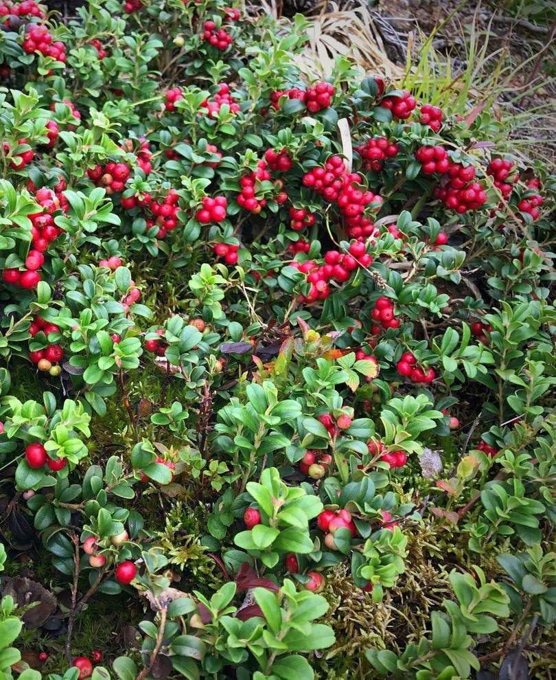 Arctic Blast Lingonberry Bundle (6 Plants)