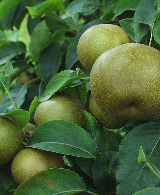  Korean Giant Asian Pear
