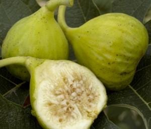  Lattarula Fig