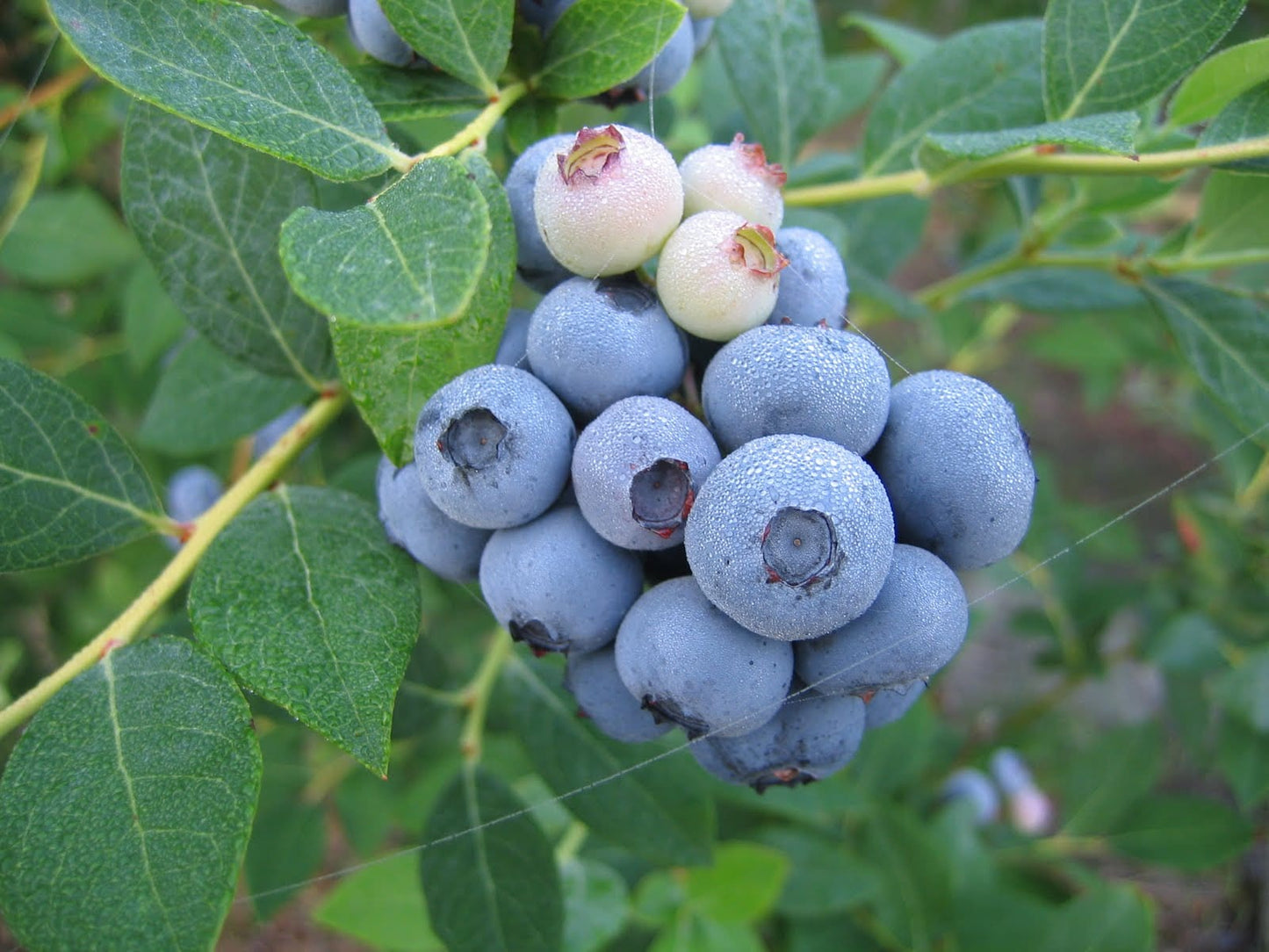 Alpha Legacy Blueberry