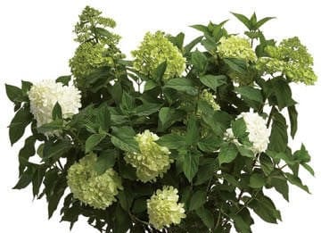  Limelight® Hydrangea