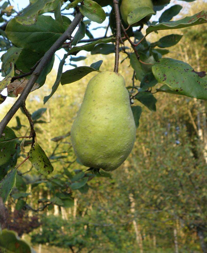  Limon Quince