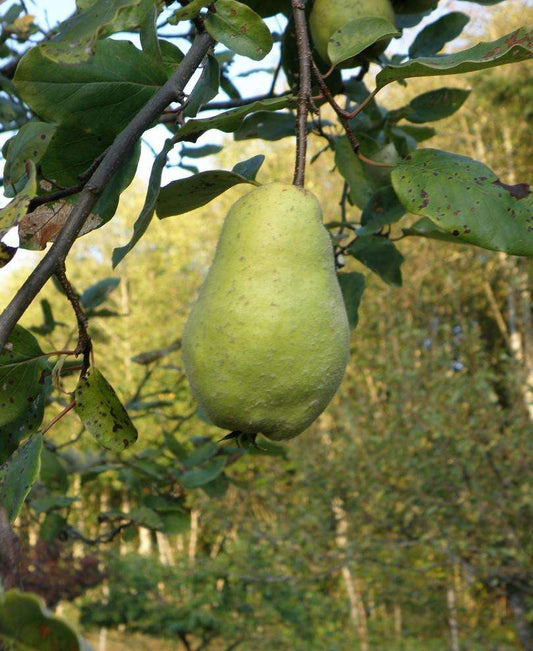  Limon Quince