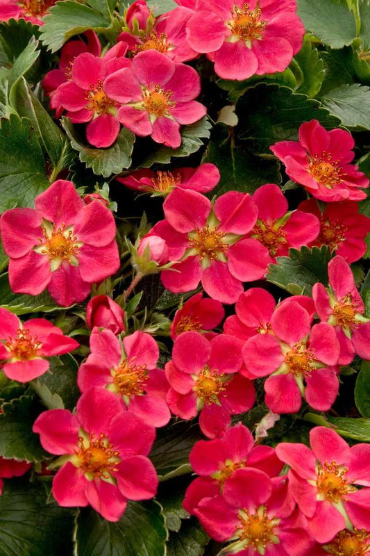  Lipstick Strawberry