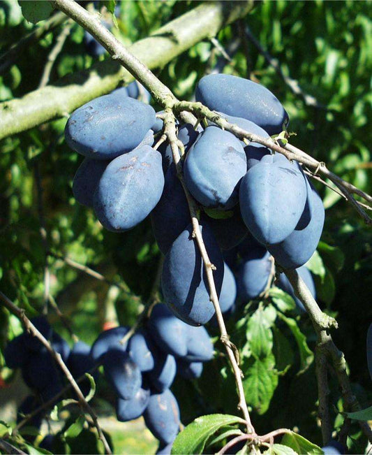  Long John European Plum