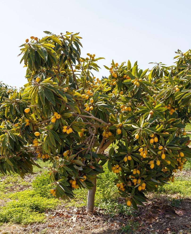  Loquat Seedling