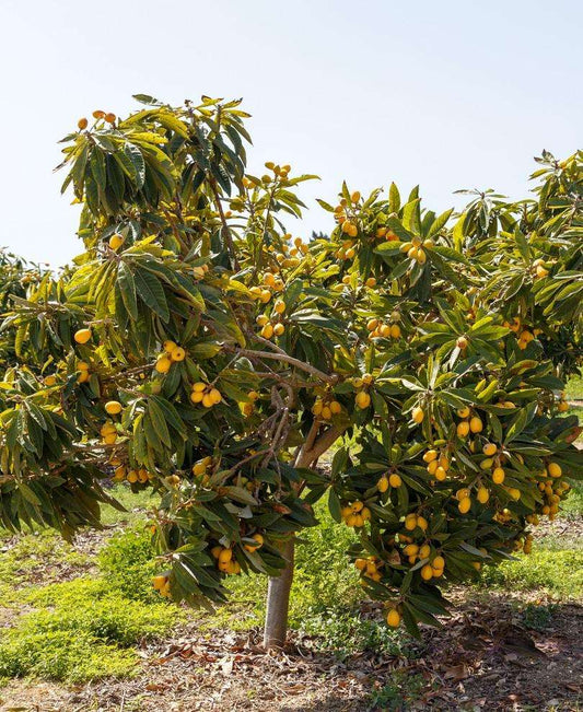  Loquat Seedling