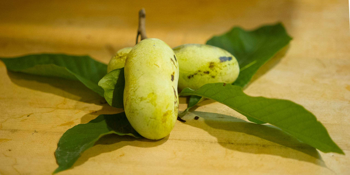  Mango Paw Paw