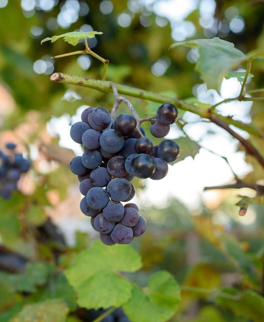  Lynden Blue Grape