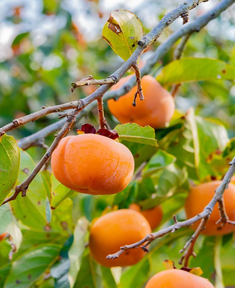  Meader Persimmon