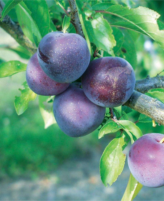  Methley Asian Plum