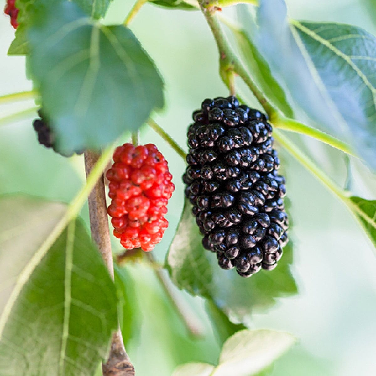  Dwarf Mulberry