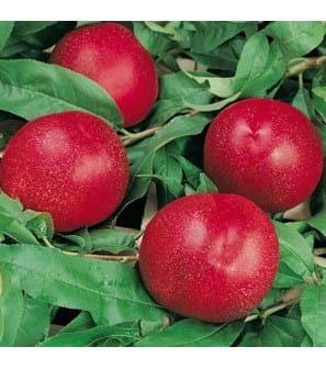  Morton Nectarine