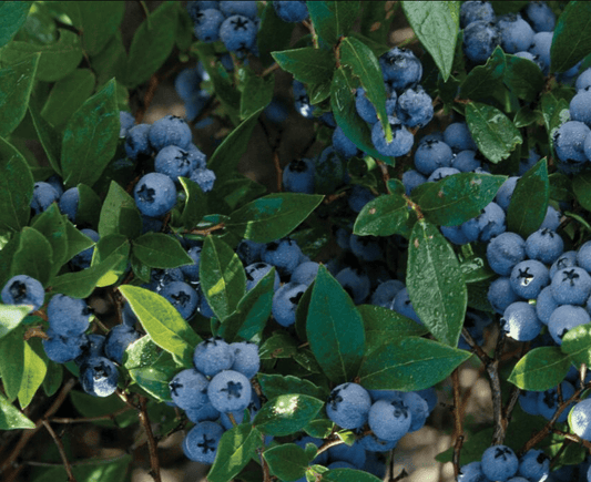  Northcountry Blueberry