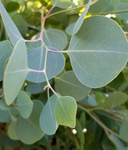  Omeo Gum Eucalyptus