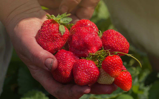  Ozark Strawberry Bundle (2 Packs)