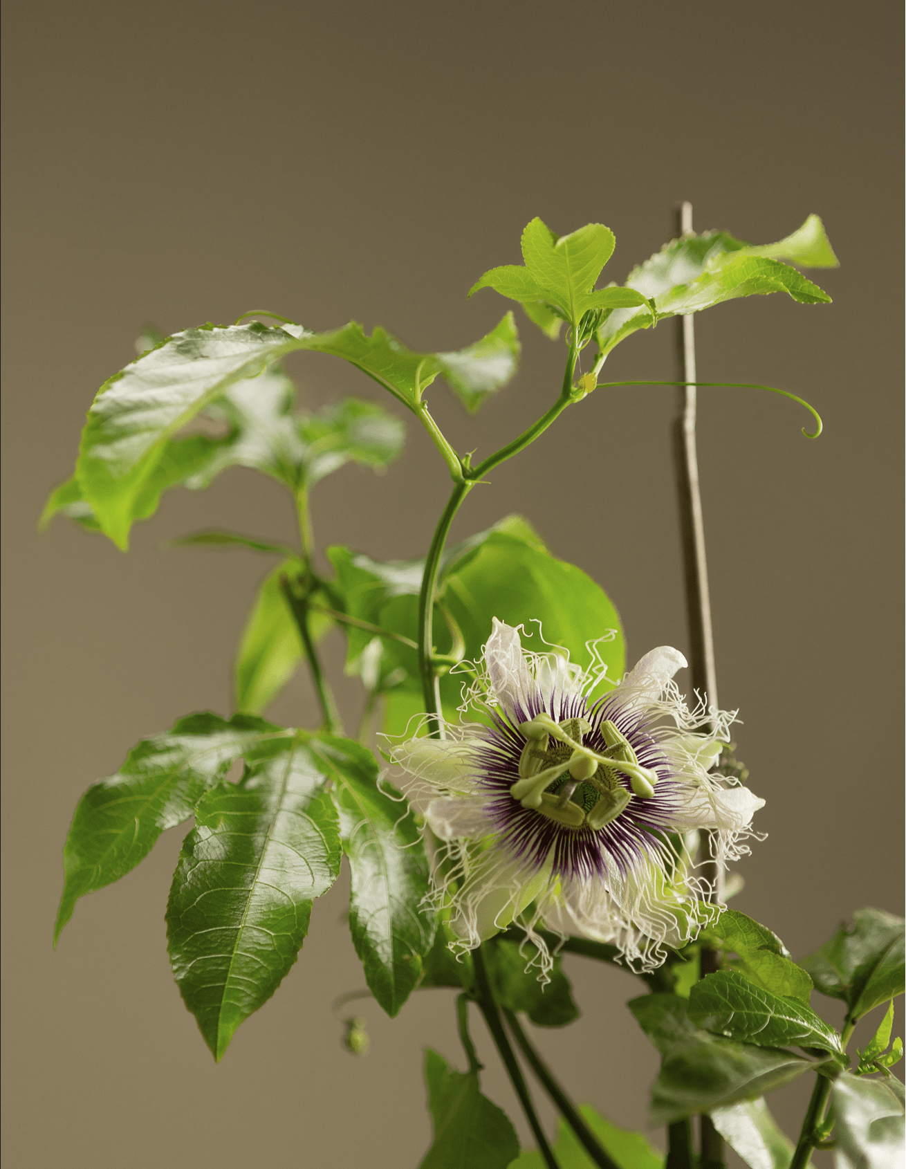  Frederick Passiflora