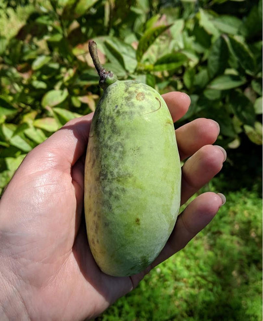  Shenandoah™ Paw Paw