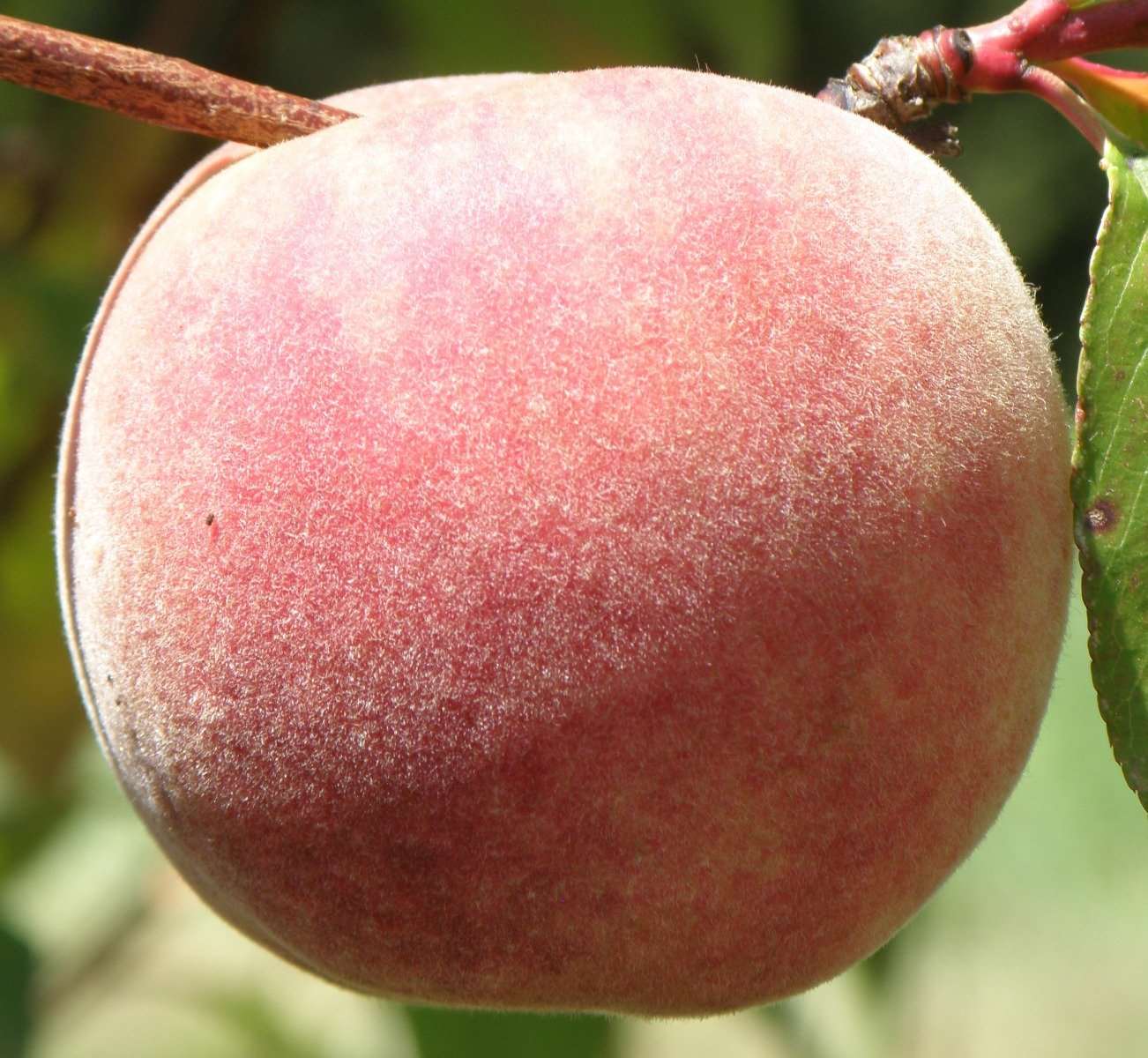  Salish Summer Peach