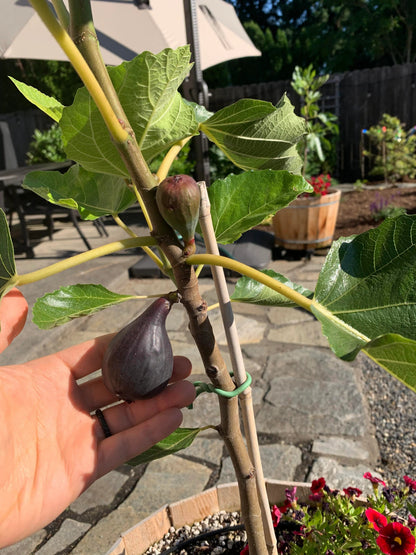  Petite Negri Fig