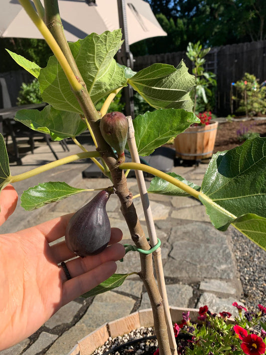  Petite Negri Fig