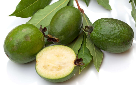  Pineapple Guava Seedling