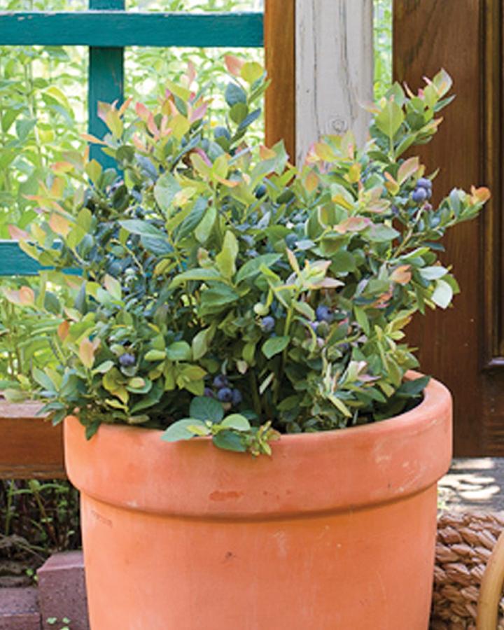  Bushel And Berry® Pink Icing® Blueberry