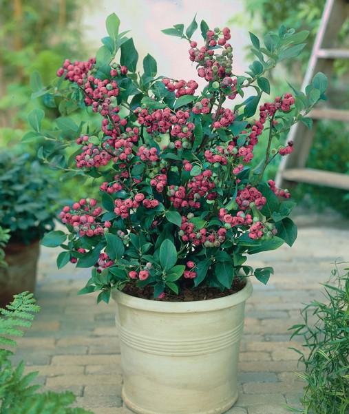 Alpha Pink Lemonade Blueberry