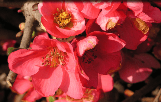  Pink Lady Flowering Quince
