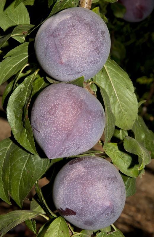  Candy Heart Pluerry