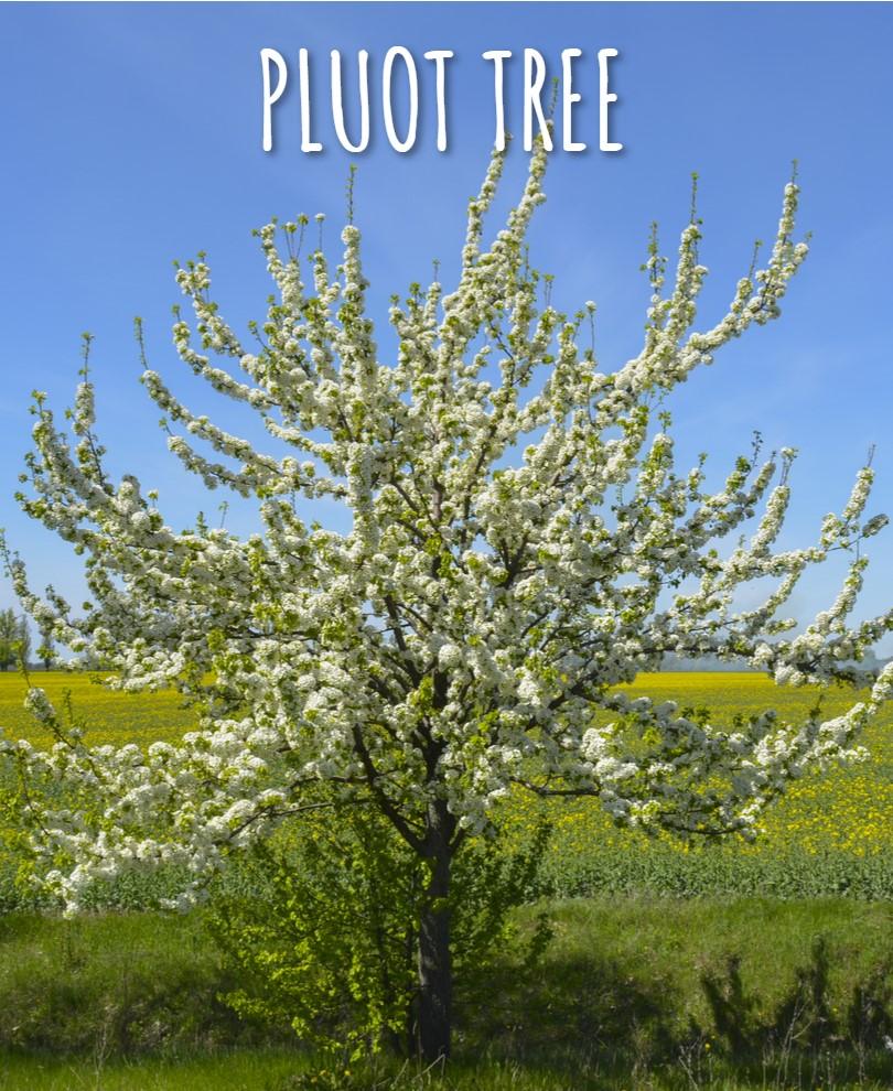  Combo Pluot Tree (3 Varieties)