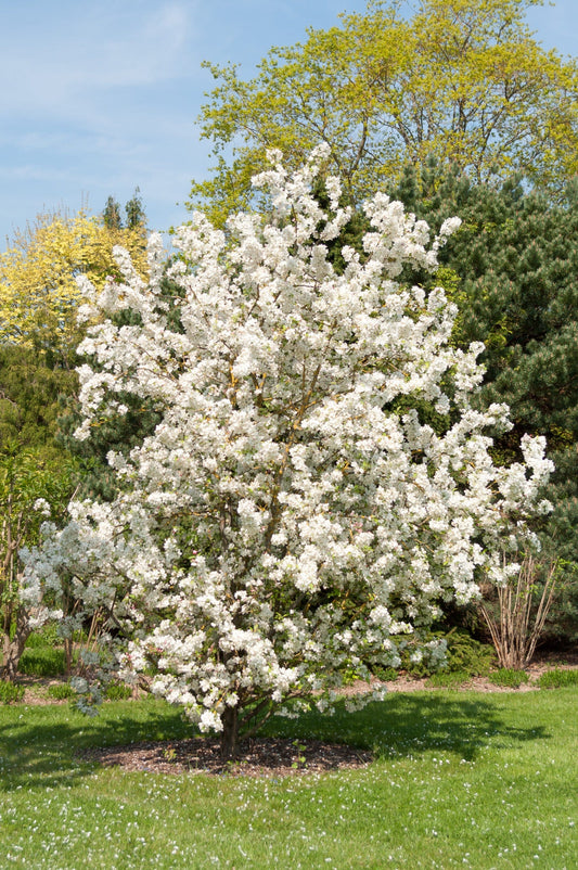  Evereste Crabapple