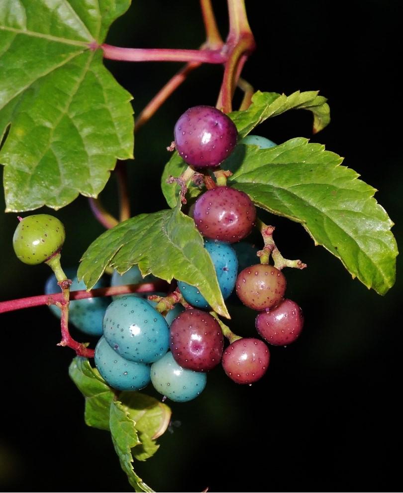  Variegated Porcelain Berry