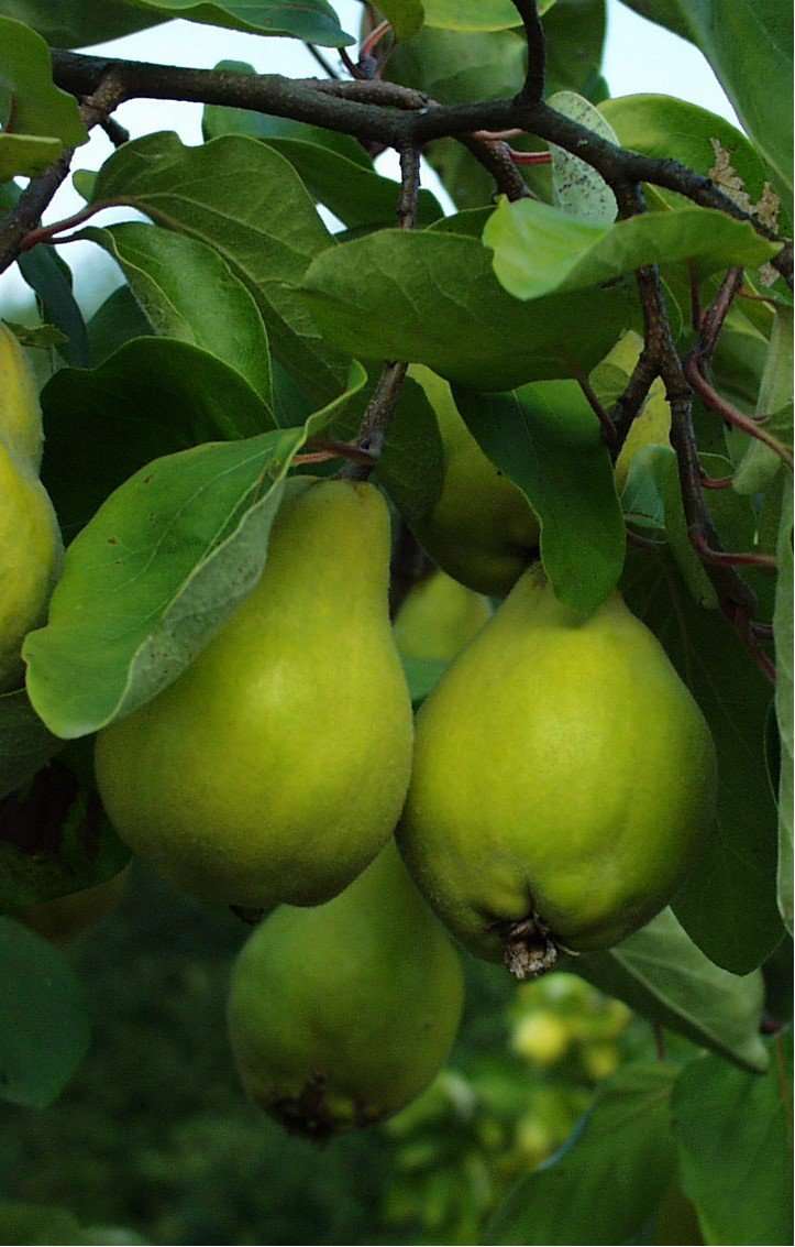 Portugal Quince