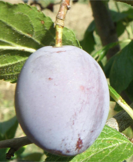  Pozegaca European Plum