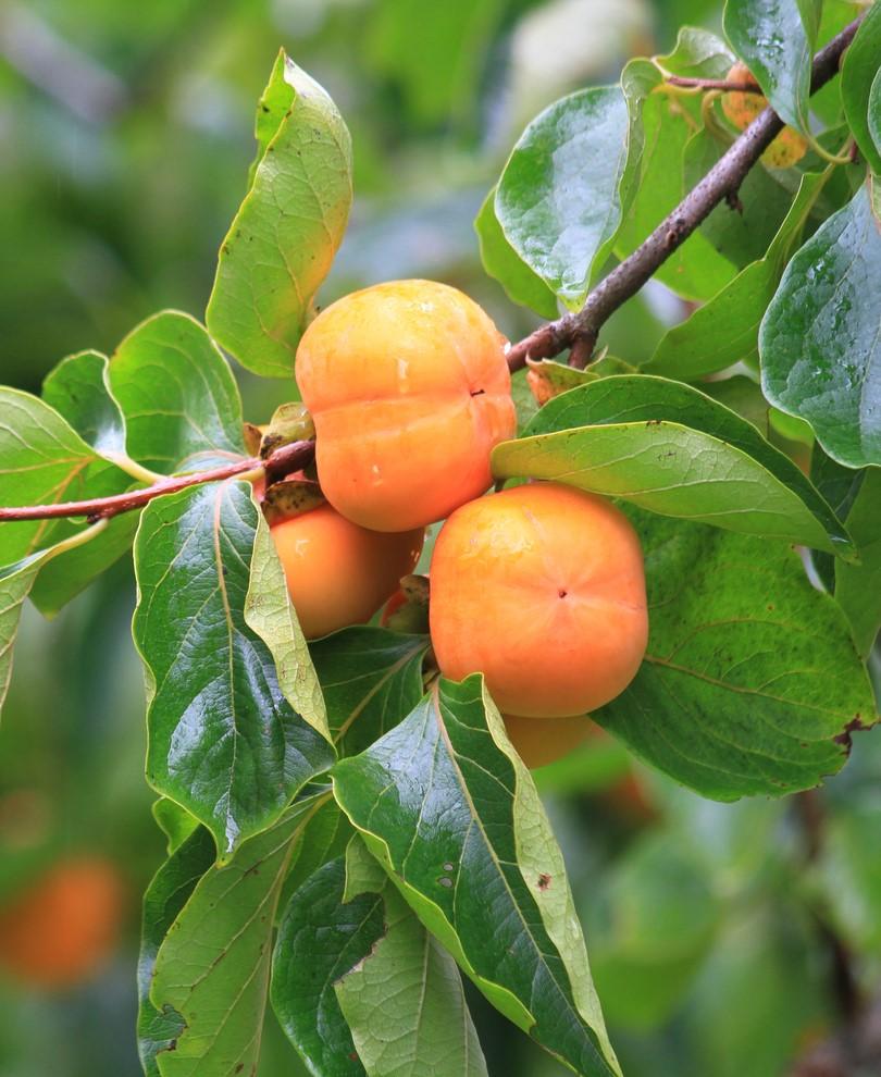  Prairie Star® American Persimmon